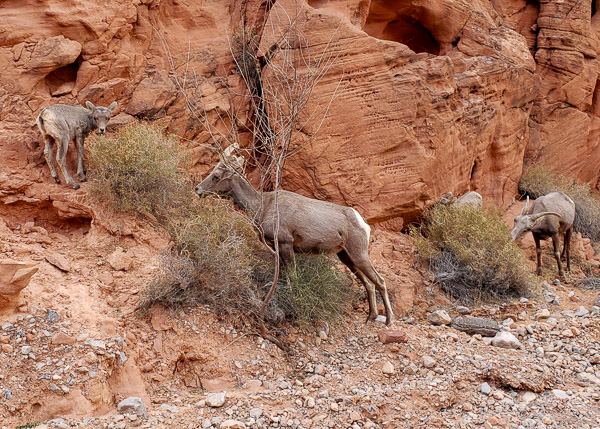 Valley of Fire State Park, Nevada